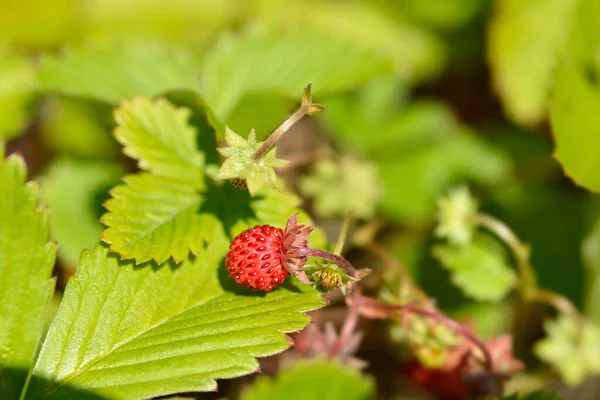 Wild Strawberry Латинское Название Fragaria Vesca — стоковое фото