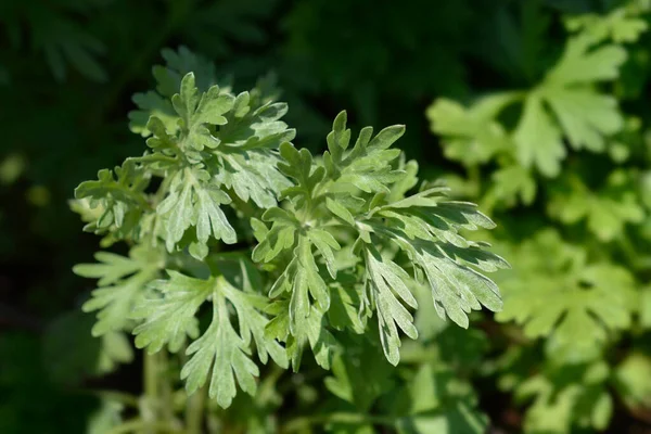 Common Wormwood Leaves Latin Name Artemisia Absinthium — Stock Photo, Image