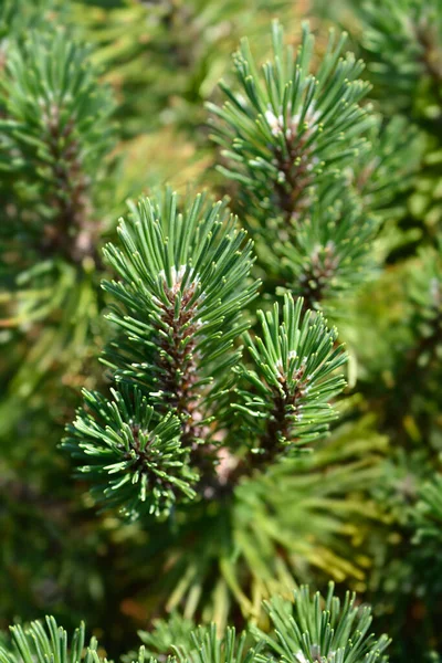 Pinheiro Montanha Anão Ophir Nome Latino Pinus Mugo Ophir — Fotografia de Stock