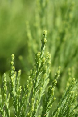 Dev sekoya dalı - Latince adı - Sequoiadendron giganteum