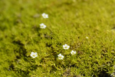 Scotch Moss Aurea - Latince adı - Sagina subulata Aurea
