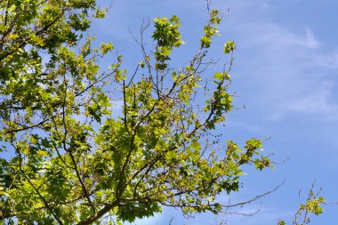 Londra uçağı mavi gökyüzüne karşı dallanır - Latince adı Platanus x hispanica (Platanus x acerifolia)