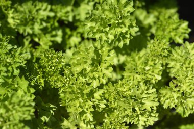 Kısmen kıvrımlı yapraklar - Latince adı - Petroselinum crispum