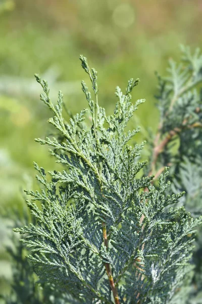 Cypress Columnaris Glauca 라틴어 Chamaecyparis Lawsoniana Columnaris Glauca — 스톡 사진