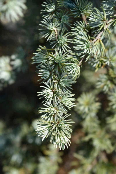 Синий Атлас Кедр Латинское Название Cedrus Atlantica Glauca — стоковое фото