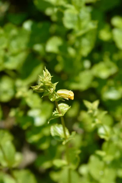 Flor Macaco Amarelo Nome Latino Mimulus Luteus Erythranthe Lutea — Fotografia de Stock