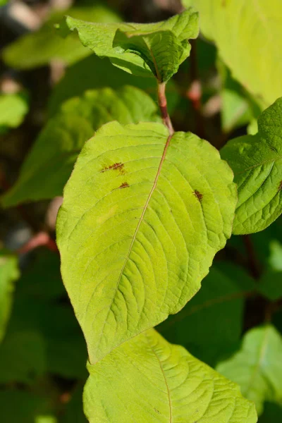 Liście Żabnicy Japońskiej Nazwa Łacińska Persicaria Filiformis — Zdjęcie stockowe