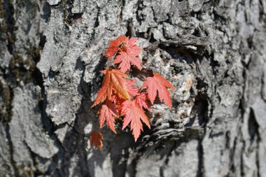 Gümüş akçaağaç yaprakları - Latince adı - Acer saccharinum