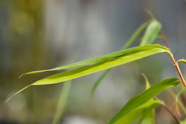 Umbrella Bamboo Asian Wonder Leaves Латинское Название Fargesia Robusta Asian — стоковое фото