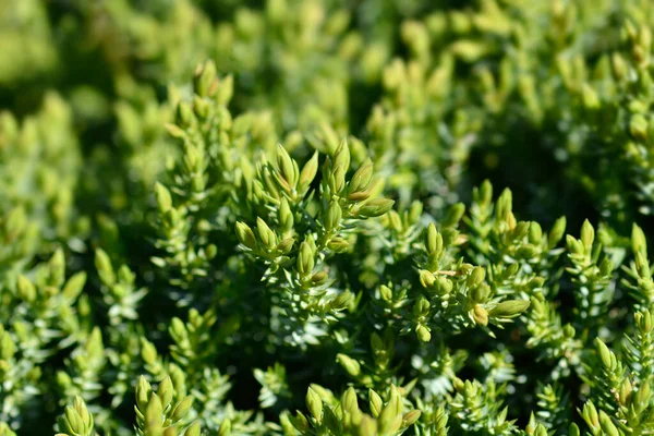 Juniper Grön Matta Latinskt Namn Juniperus Communis Grön Matta — Stockfoto