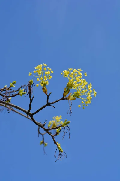 Norway maple branch with flowers - Latin name - Acer platanoides