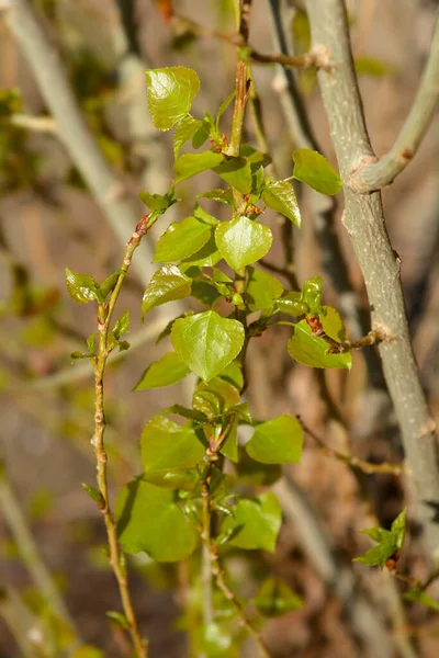 Lombardy Poplar Branch New Leaves Latin Name Populus Nigra Var — Stock Photo, Image