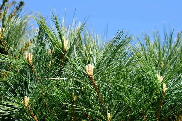 Східна Біла Сосна Nana Compacta Латинська Назва Pinus Strobus Nana — стокове фото