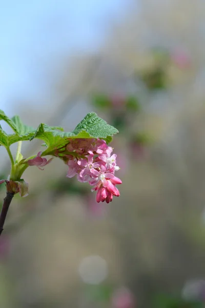 Porzeczka Kwitnąca Nazwa Łacińska Ribes Sanguineum — Zdjęcie stockowe