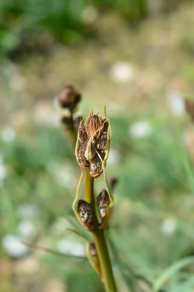 Sommer Asphodel Blütenknospen Lateinischer Name Asphodelus Aestivus — Stockfoto