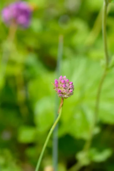 Nagy Takarékos Balerina Lila Virágbimbó Latin Név Armeria Pseudarmeria Balerina — Stock Fotó