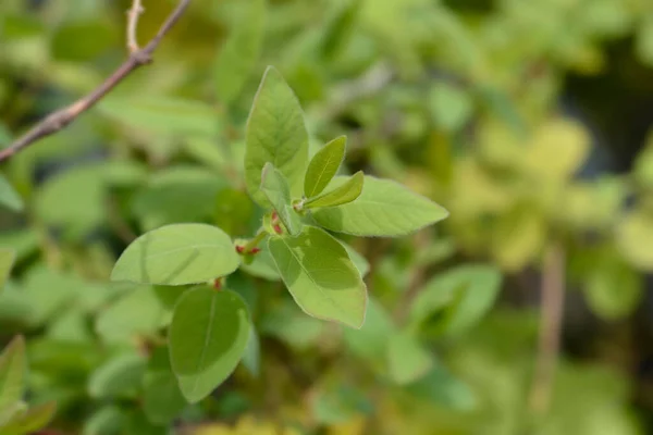 Liście Miodu Łacińska Nazwa Lonicera Caerulea Var Kamtschatica — Zdjęcie stockowe