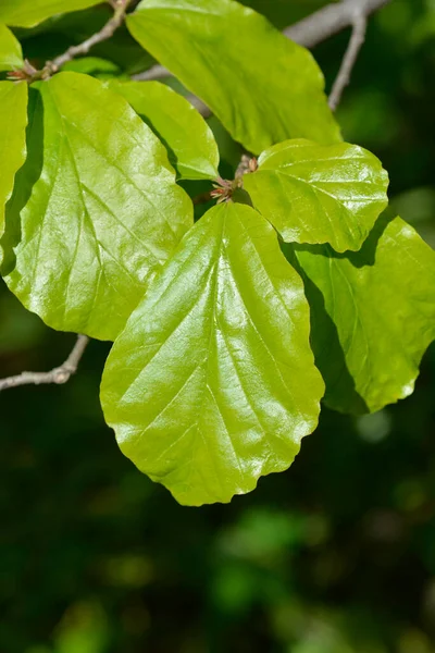 ペルシャの木の葉 ラテン語名 パルロティアPerica — ストック写真