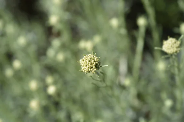 Italiaanse Eeuwige Gele Bloemknoppen Latijnse Naam Helichrysum Italicum — Stockfoto