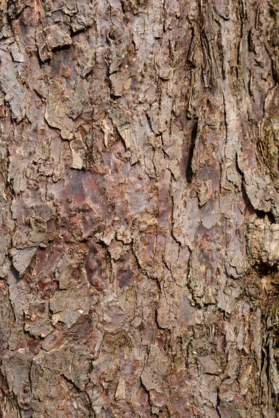 Zakdoek Boomschors Detail Latijnse Naam Davidia Involucrata Var Vilmoriniana — Stockfoto