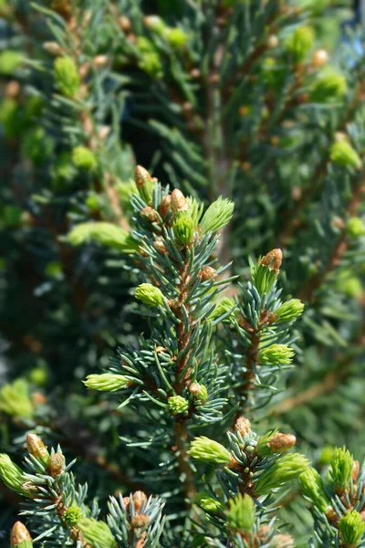 Witte Sparren Sanders Blauw Latijnse Naam Picea Glauca Var Albertiana Rechtenvrije Stockafbeeldingen