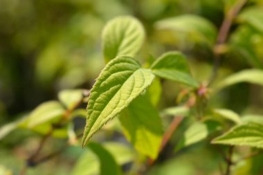 Deutzia Mont Rose Latince adı Deutzia x melez Mont Rose 'dan ayrılıyor