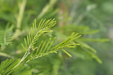 Gümüş gerdan yaprakları - Latince adı - Acacia deal bata