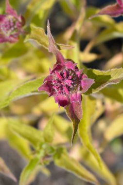 Arı merhemi çiçekleri - Latince adı - Monarda didyma