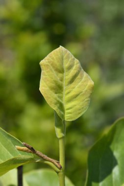 Magnolia Yulan Latince adı Magnolia denudata olarak ayrılıyor