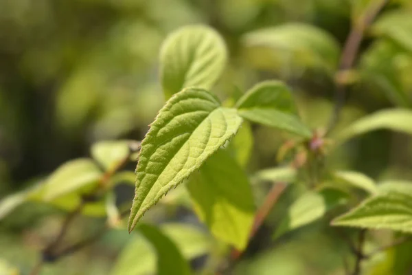 Deutzia Mont Rose Leaves 라틴어 Deutzia Hybrid Mont Rose — 스톡 사진