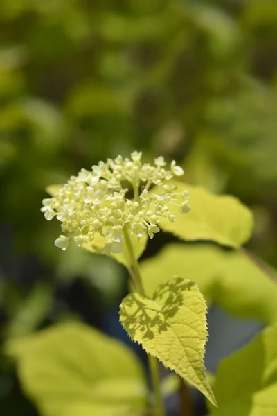 光滑的绣花花 拉丁文名称 Hydrangea Arborescens Annabelle — 图库照片