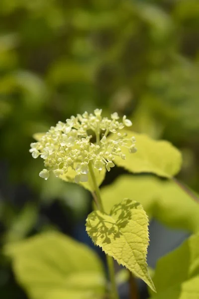 Ortensia Liscia Fiori Annabelle Nome Latino Ortensia Arborescens Annabelle — Foto Stock