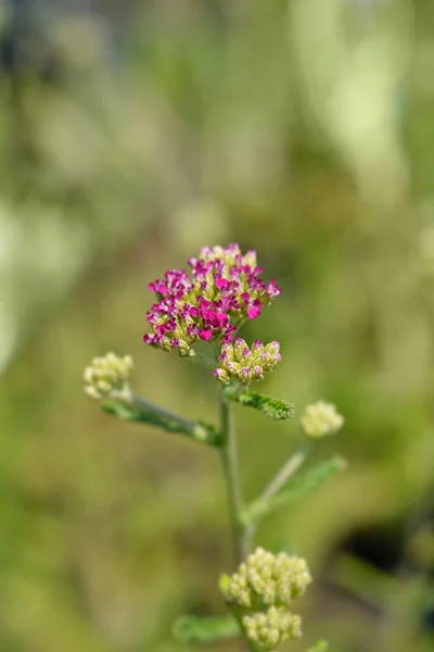 Roze Pijl Latijnse Naam Achillea Millefolium — Stockfoto