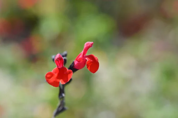 Baby Sage Red Velvet Flowers Latin Name Salvia Microphylla Red — Stock Photo, Image