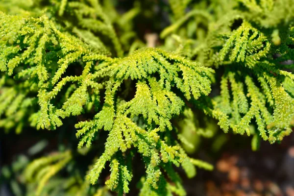 Hinoki Cypress Brigitte Latin Name Chamaecyparis Obtusa Brigitte — Stock Photo, Image