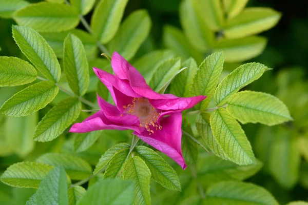 Róża Rugosa Łacińska Nazwa Rosa Rugosa — Zdjęcie stockowe