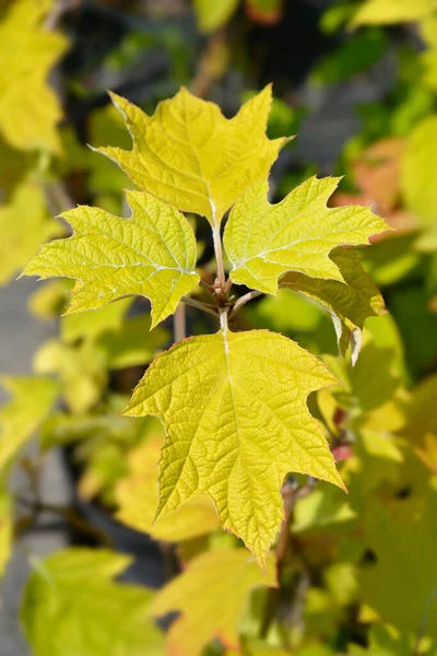 Blätter Der Eichenblättrigen Hortensie Lateinischer Name Hortensie Quercifolia — Stockfoto