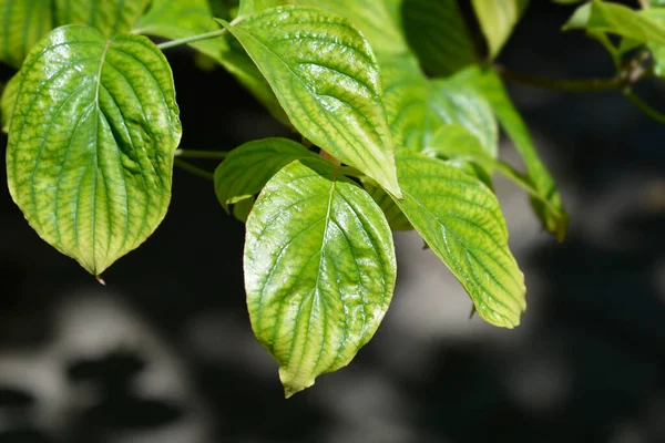 Blommande Dogwood Cherokee Chief Blad Latinskt Namn Cornus Florida Cherokee — Stockfoto