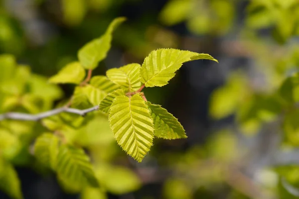 Keleti Gyertyán Levél Latin Név Carpinus Orientalis — Stock Fotó