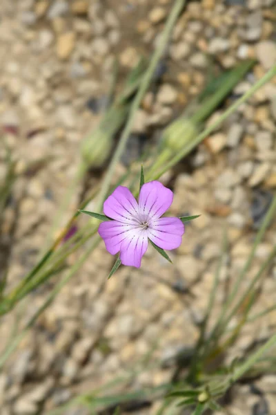 Cockle Mais Comune Fiore Nome Latino Agrostemma Githago — Foto Stock