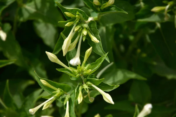 Marvel Peru White Flower Buds Latin Name Mirabilis Jalapa — Stock Photo, Image