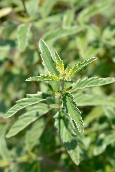 青ひげホワイトサプライズの葉 ラテン名 Caryopteris Clandonensis White Surprise — ストック写真