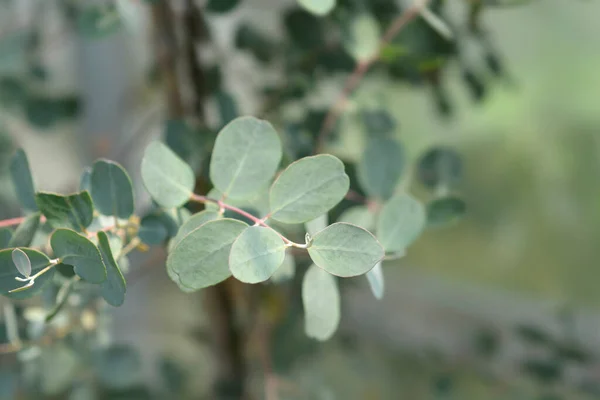 Feuilles Gomme Cidre Nom Latin Eucalyptus Gunnii — Photo