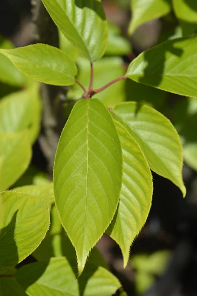 Ιαπωνικά Φύλλα Κερασιάς Kanzan Λατινική Ονομασία Prunus Serrulata Kanzan — Φωτογραφία Αρχείου