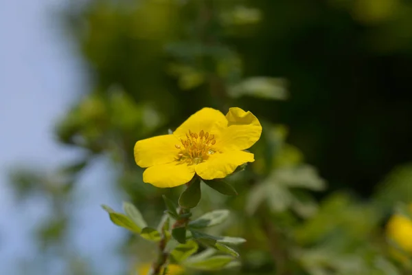 Shrubby Cinquefoil Goldteppich Yellow Flower Latin Name Potentilla Fruticosa Goldteppich — Stock Photo, Image