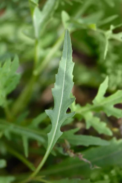 로케트 라틴어 Eruca Vesicaria Subsp — 스톡 사진