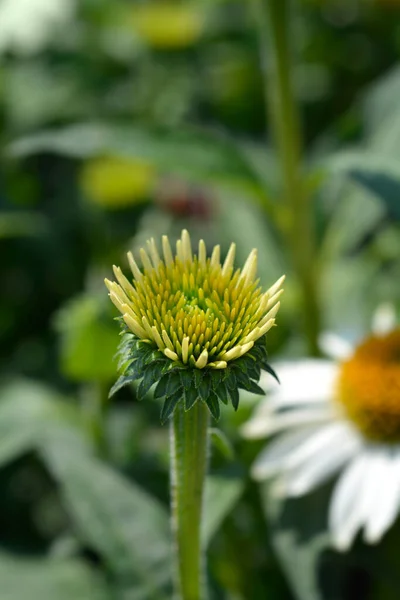 Weißer Sonnenhut Alba Blütenknospe Lateinischer Name Echinacea Purpurea Alba — Stockfoto