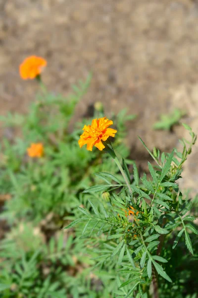 Fiore Calendula Messicana Nome Latino Tagetes Erecta — Foto Stock