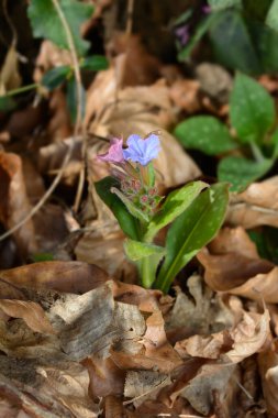 Akciğer otu - Latince adı - Pulmonaria officinalis