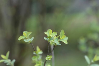 Küçük yapraklı hanımeli yaprakları - Latince adı - Lonicera microphylla